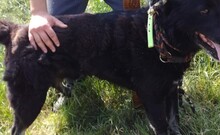 ASTOR, Hund, Mischlingshund in Ungarn - Bild 6