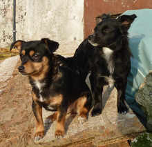 UNITA, Hund, Mischlingshund in Dülmen - Bild 11