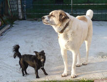 UNITA, Hund, Mischlingshund in Dülmen - Bild 5