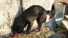 UNITA, Hund, Mischlingshund in Dülmen - Bild 8