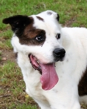 TOBY, Hund, Mischlingshund in Italien - Bild 1
