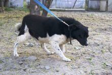 ZIUTEK, Hund, Mischlingshund in Polen - Bild 2
