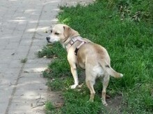 RATITA, Hund, Mischlingshund in Mönchengladbach - Bild 4