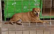 LIZZY, Hund, Labrador-Mix in Rumänien - Bild 12