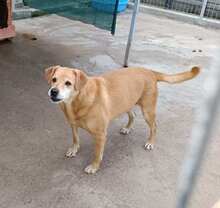 LIZZY, Hund, Labrador-Mix in Rumänien - Bild 13
