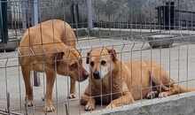 LIZZY, Hund, Labrador-Mix in Rumänien - Bild 14