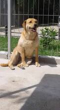 LIZZY, Hund, Labrador-Mix in Rumänien - Bild 5