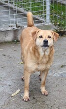 LIZZY, Hund, Labrador-Mix in Rumänien - Bild 9