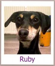RUBY, Hund, Mischlingshund in Weiler-Simmerberg - Bild 12