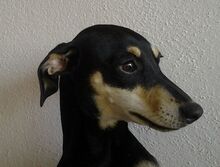 RUBY, Hund, Mischlingshund in Weiler-Simmerberg - Bild 3