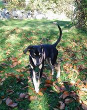 RUBY, Hund, Mischlingshund in Weiler-Simmerberg - Bild 4