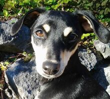 RUBY, Hund, Mischlingshund in Weiler-Simmerberg - Bild 5