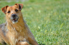 DINKY, Hund, Terrier-Mix in Spanien - Bild 1