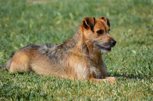 DINKY, Hund, Terrier-Mix in Spanien - Bild 2