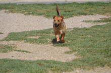 DINKY, Hund, Terrier-Mix in Spanien - Bild 4