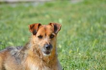 DINKY, Hund, Terrier-Mix in Spanien - Bild 5