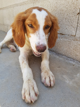JOSEMI, Hund, Bretonischer Vorstehhund in Spanien - Bild 1