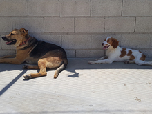 JOSEMI, Hund, Bretonischer Vorstehhund in Spanien - Bild 10