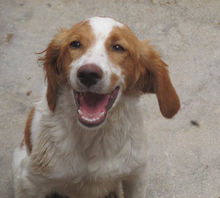 JOSEMI, Hund, Bretonischer Vorstehhund in Spanien - Bild 2