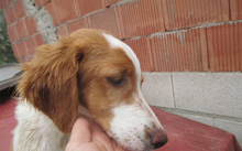 JOSEMI, Hund, Bretonischer Vorstehhund in Spanien - Bild 3
