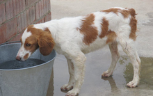 JOSEMI, Hund, Bretonischer Vorstehhund in Spanien - Bild 4