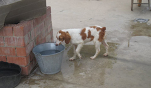 JOSEMI, Hund, Bretonischer Vorstehhund in Spanien - Bild 6