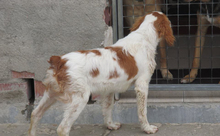 JOSEMI, Hund, Bretonischer Vorstehhund in Spanien - Bild 7