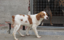 JOSEMI, Hund, Bretonischer Vorstehhund in Spanien - Bild 8