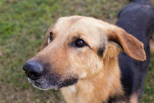 CONNIE, Hund, Mischlingshund in Kroatien - Bild 1