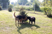 CONNIE, Hund, Mischlingshund in Kroatien - Bild 2