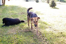 CONNIE, Hund, Mischlingshund in Kroatien - Bild 3
