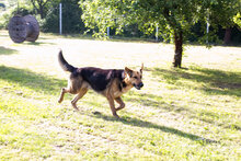 CONNIE, Hund, Mischlingshund in Kroatien - Bild 4