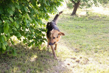 CONNIE, Hund, Mischlingshund in Kroatien - Bild 5