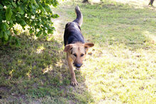 CONNIE, Hund, Mischlingshund in Kroatien - Bild 6
