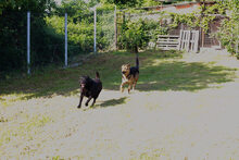 CONNIE, Hund, Mischlingshund in Kroatien - Bild 7