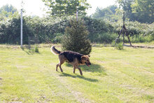 CONNIE, Hund, Mischlingshund in Kroatien - Bild 8