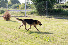 CONNIE, Hund, Mischlingshund in Kroatien - Bild 9