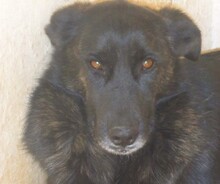 SUSTO, Hund, Mischlingshund in Rösrath - Bild 1
