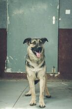ROCK, Hund, Deutscher Schäferhund-Mix in Spanien - Bild 14