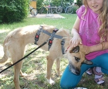 GIA, Hund, Deutscher Schäferhund-Podenco-Mix in Norderney - Bild 6