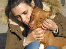 GARBANZO, Hund, Podenco in Spanien - Bild 2