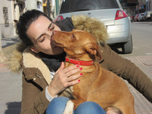 GARBANZO, Hund, Podenco in Spanien - Bild 3