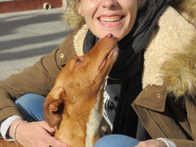 GARBANZO, Hund, Podenco in Spanien - Bild 5