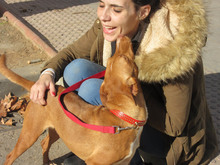 GARBANZO, Hund, Podenco in Spanien - Bild 9