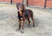LAIKA, Hund, Mischlingshund in Spanien - Bild 2