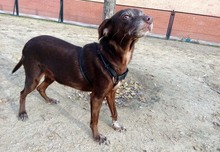 LAIKA, Hund, Mischlingshund in Spanien - Bild 3