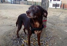 LAIKA, Hund, Mischlingshund in Spanien - Bild 5