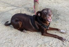 LAIKA, Hund, Mischlingshund in Spanien - Bild 6