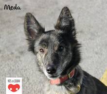 MEDA, Hund, Mischlingshund in Kroatien - Bild 1