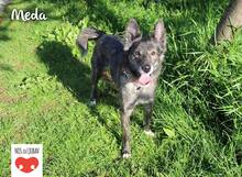 MEDA, Hund, Mischlingshund in Kroatien - Bild 2